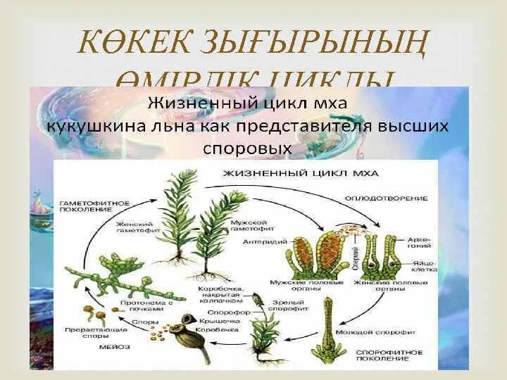 Мох сфагнум стадии жизненного цикла. Цикл развития мха Кукушкин лен. Жизненный цикл мхов мхов. Последовательные этапы жизненный цикл мха. Жизненный цикл мха Кукушкин лен.