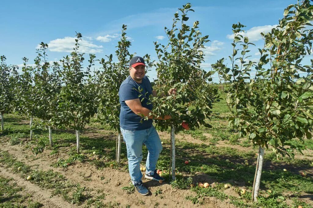 карликовый подвой. яблоня карликовая медуница. груда колоновидная медок. яблоня марат бусурин. яблоня на карликовом подвое.