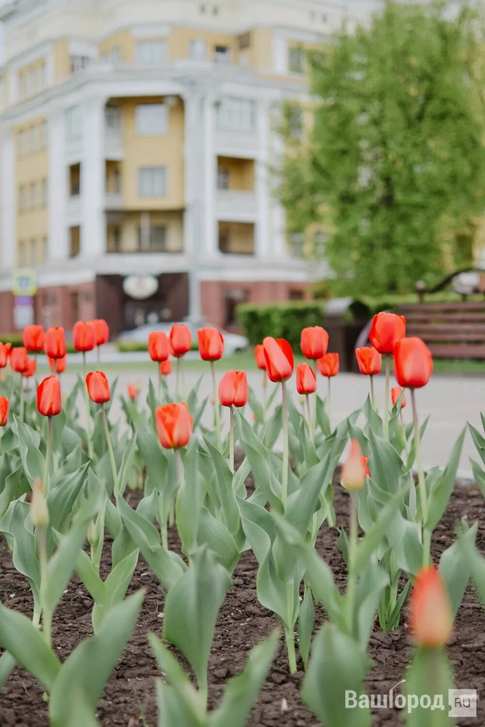 Цветение тюльпанов Кемерово. Тюльпан Мисс Медведева. Тюльпан Бен Ван Зантен. Тюльпаны в Коломенском 2023. Тюльпаны нижнекамск