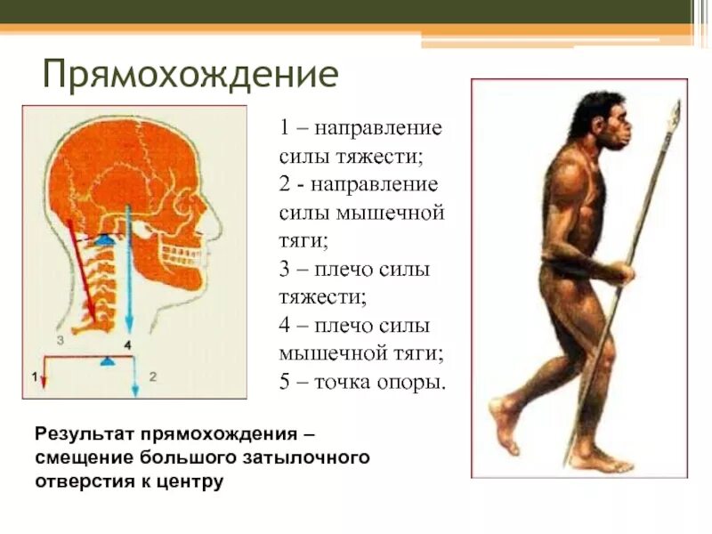 С прямохождением у человека появилась. Прямохождение человека. Прямохождение результат. Признаки прямохождения у человека. Развитие прямохождения человека.