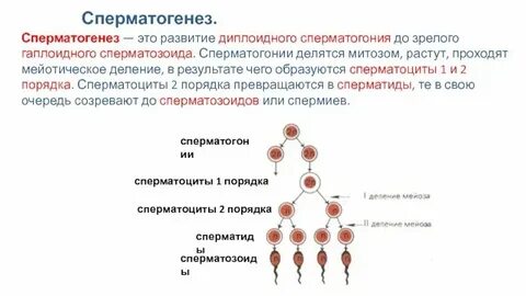 Сперматоцита ii порядка
