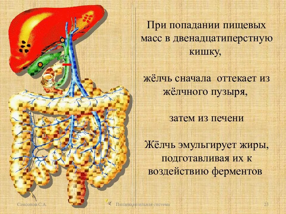 Ферменты 12 перстной кишки таблица. Пищеварительные ферменты 12 перстной кишки. Двенадцатиперстная кишка ферменты. Ферменты двенадцатиперстной кишки и их функции.