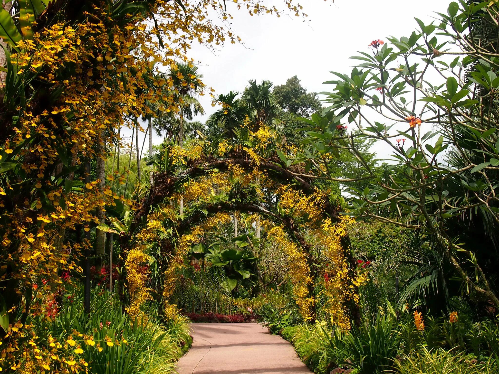 Какие растения в ботаническом саду. Сингапур Ботанический сад. Ботанический сад (Singapore Botanic Gardens). Сингапур Дендрарий. Аллейа ботанического сада.