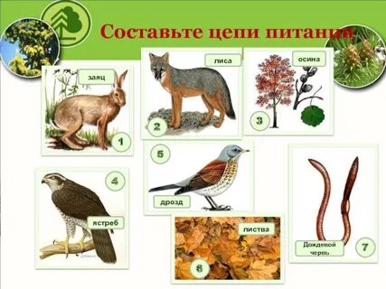 Дрозд цепь питания