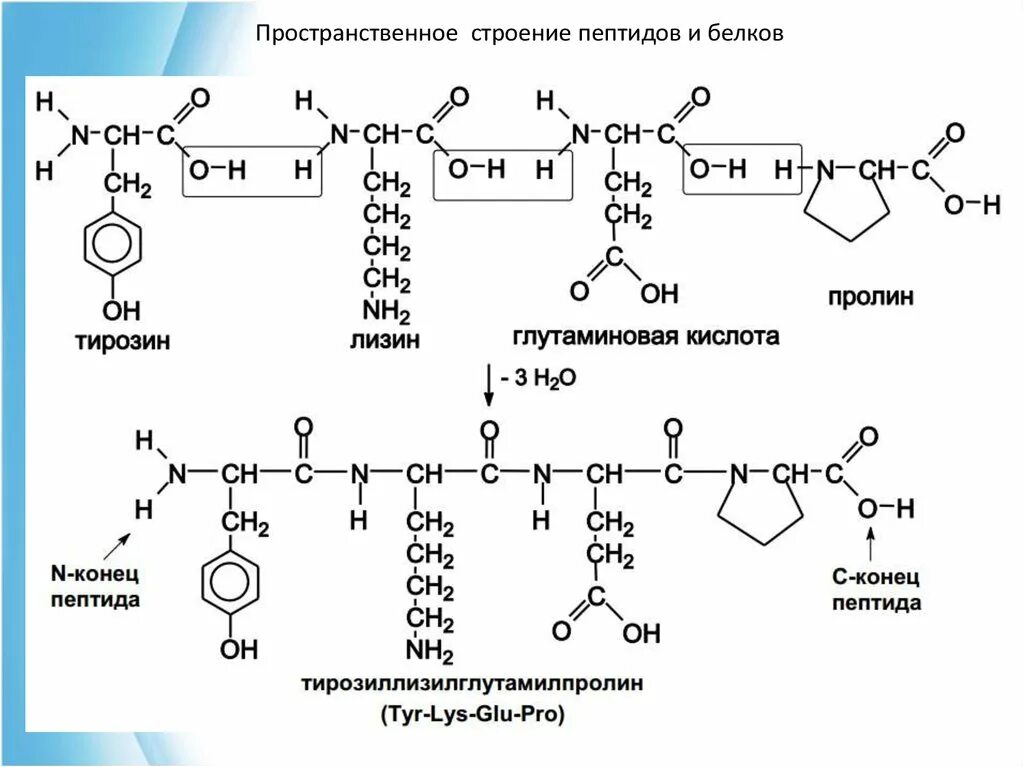 Схема полипептида. Трипептид гистидин лизин пролин. Пролин в пептиде. Лизин пролин тирозин трипептид. Пептид глутаминовой кислоты схема.