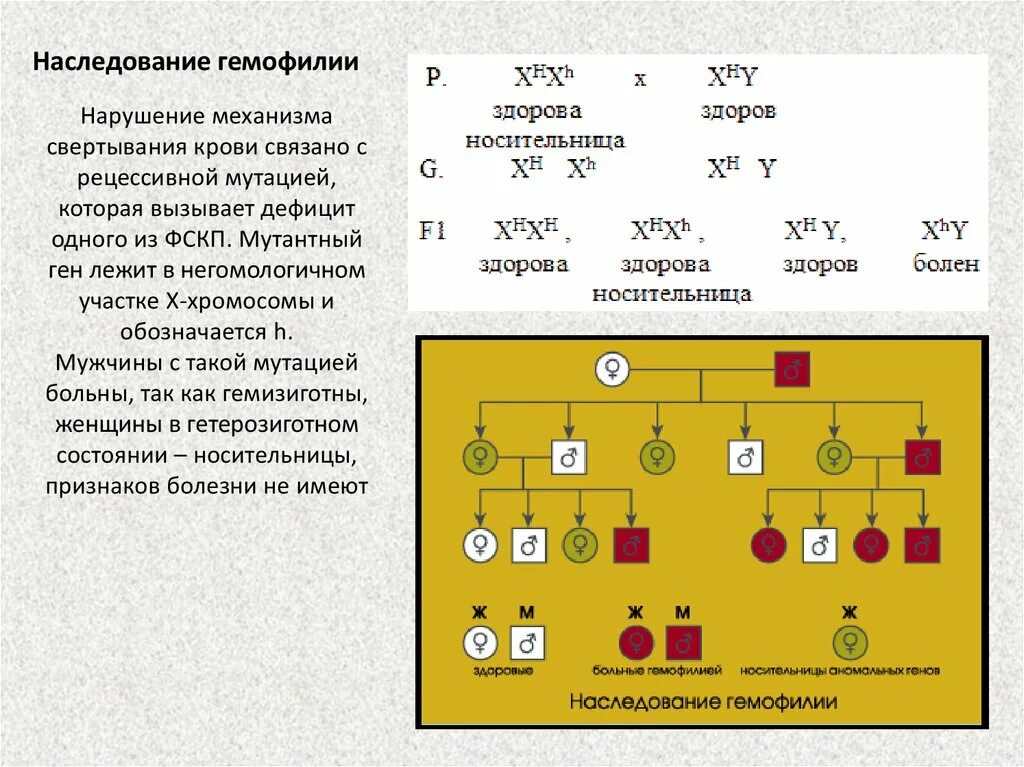 Классическая гемофилия передается как рецессивный. Схема наследственности гемофилии. Гемофилия генетика Тип наследования. Механизм наследования гемофилии. Характер наследования гемофилии.