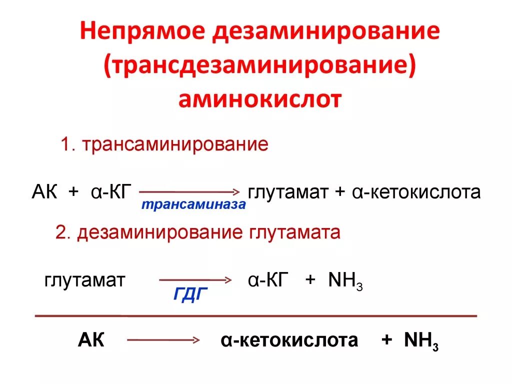 Реакция окислительного дезаминирования. Непрямое окислительное дезаминирование аминокислот. Непрямое дезаминирование 2 путь. Непрямое окислительное дезаминирование аминокислот схема. Непрямое дезаминирование аминокислот биохимия реакции.