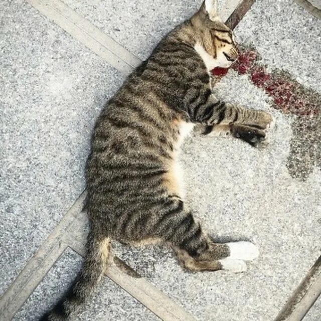 Кот лежит умирает. Кот лежит умирает. Смешные картинки с котами и надписями. Кошачий обморок. Кот и ума.