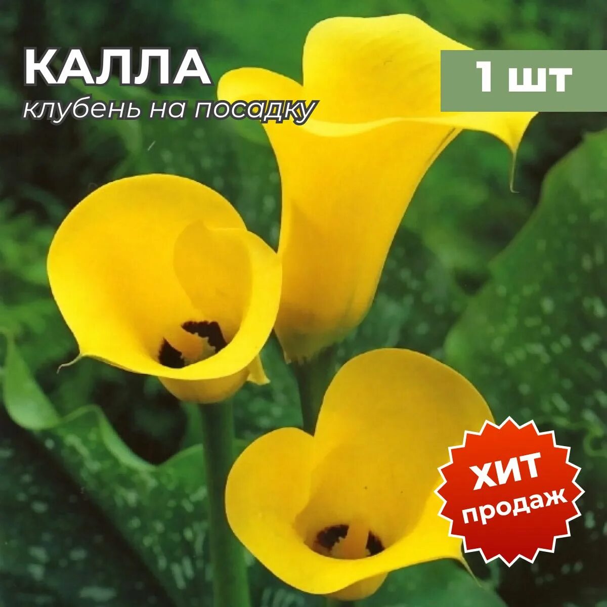 Калла Монте Карло