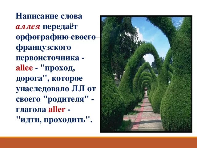 Аллея написание. Правописание слова аллея. Пишется слово аллея. Слово аллея пишется с двумя л. Подчеркни слова аллея