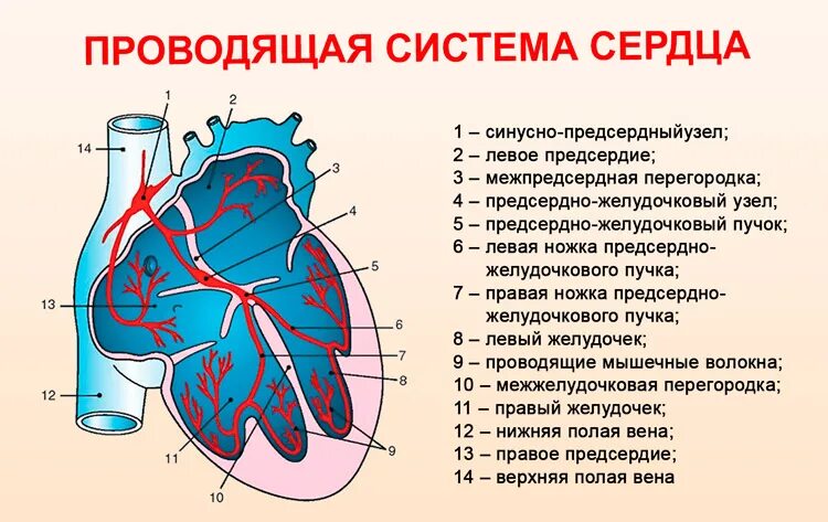 Тракты сердца. Проводящая система сердца строение. проводящая система сердца схема. структура проводящей системы сердца схема. изобразить структуру проводящей системы сердца,.