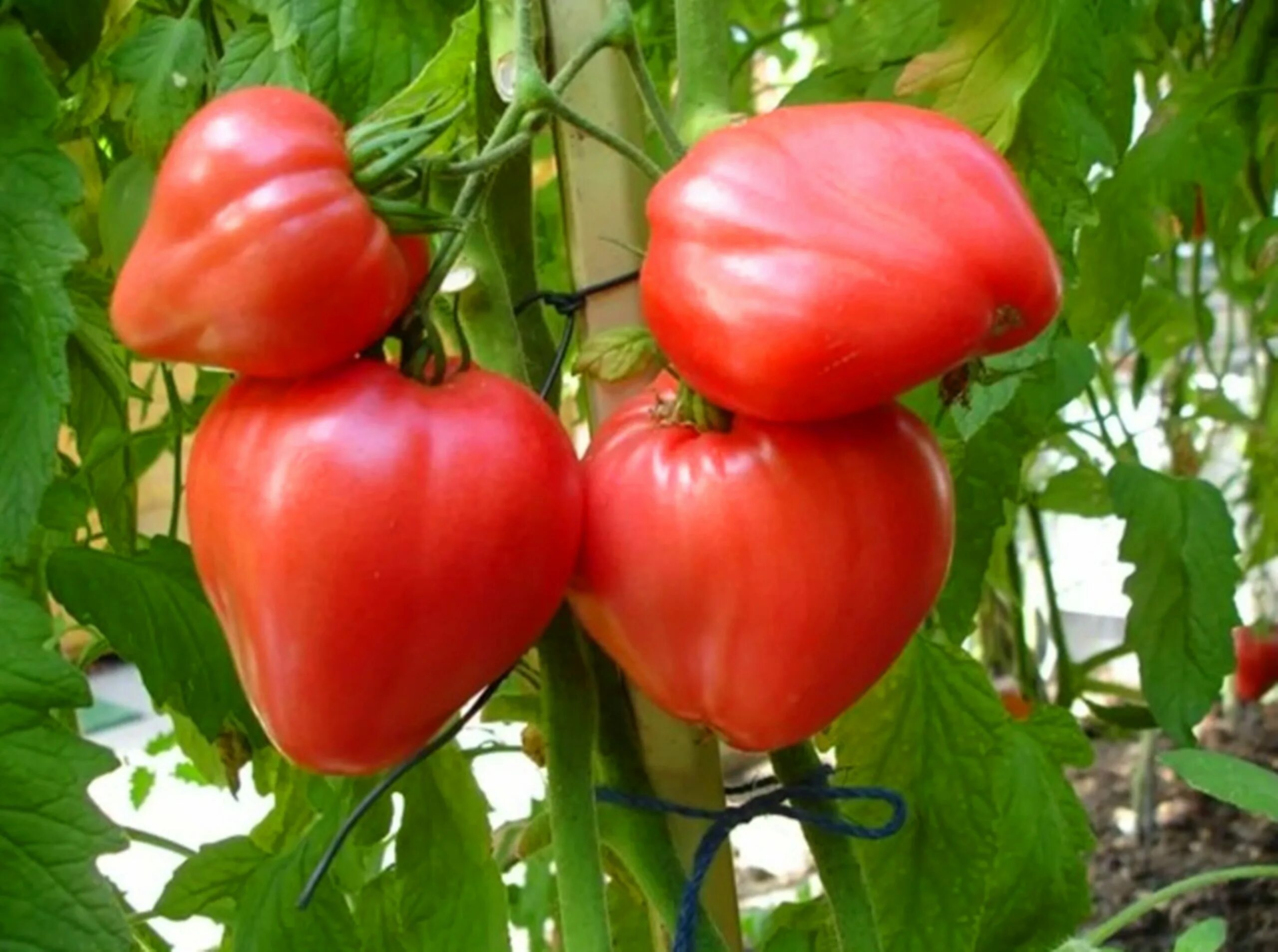 Семена помидоров бычье сердце. Томат бычье сердце. Сорт томатов бычье сердце. Помидоры помидоры бычье сердце. Помидор бычье сердце.