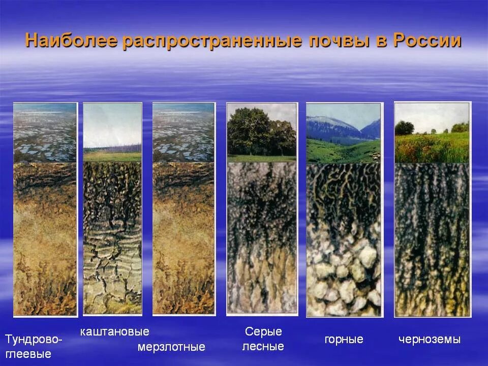 Типы почв распространенные в России. Наиболее распространенные почвы России. Основные типы почв России. Самые распространенные почвы.
