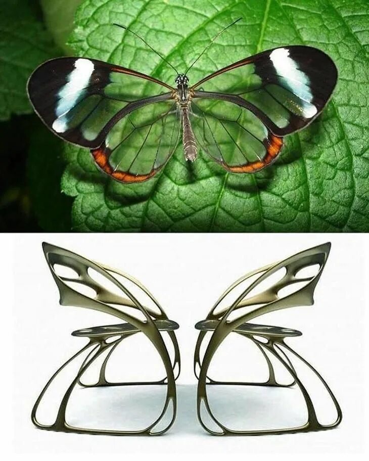 Бионика природе. Бионика и биомиметика. Бионические формы насекомые. Бионические формы в природе. Формообразование в природе.