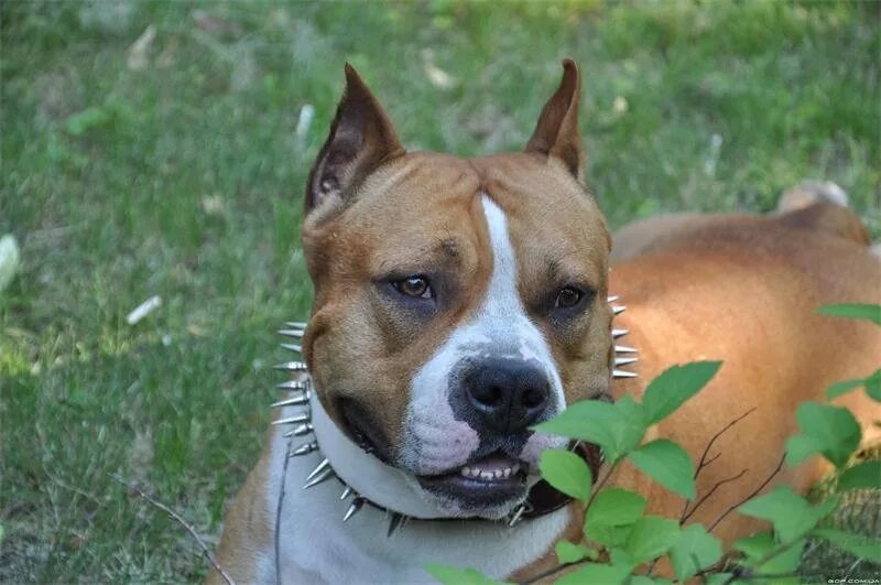 американский стаффордширский терьер. американский стаффордширский терьер кличка айвенго красноярск. амстафф авито москва и московская область. судьба амстаффа дарий райвел. амстафф авито москва и московская область.