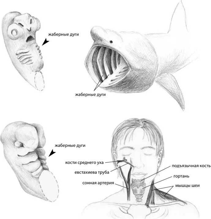 Жабры у эмбриона человека. Эмбрион саламандры. Жаберные щели у зародыша человека. Человеческий эмбрион с хвостом. Хвост у зародыша человека.