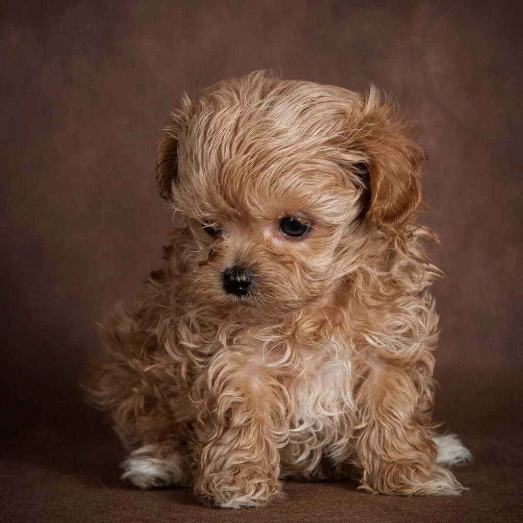 Карликовый пудель мальтипу. Мальтипу собака минусы породы. Мальтипу собака минусы породы. Мальтипу собака минусы породы. Мультипип собака порода.