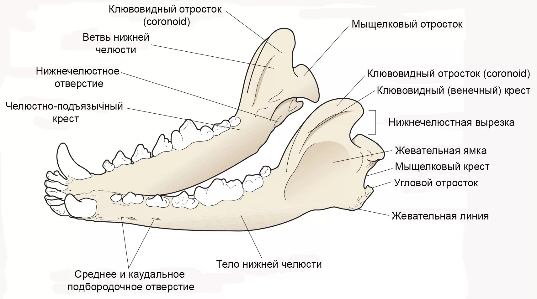 Сколько зубов у млекопитающих. Нижняя челюсть собаки анатомия. Нижняя челюсть КРС анатомия. Нижняя челюсть коровы анатомия. Нижняя челюсть кость анатомия.