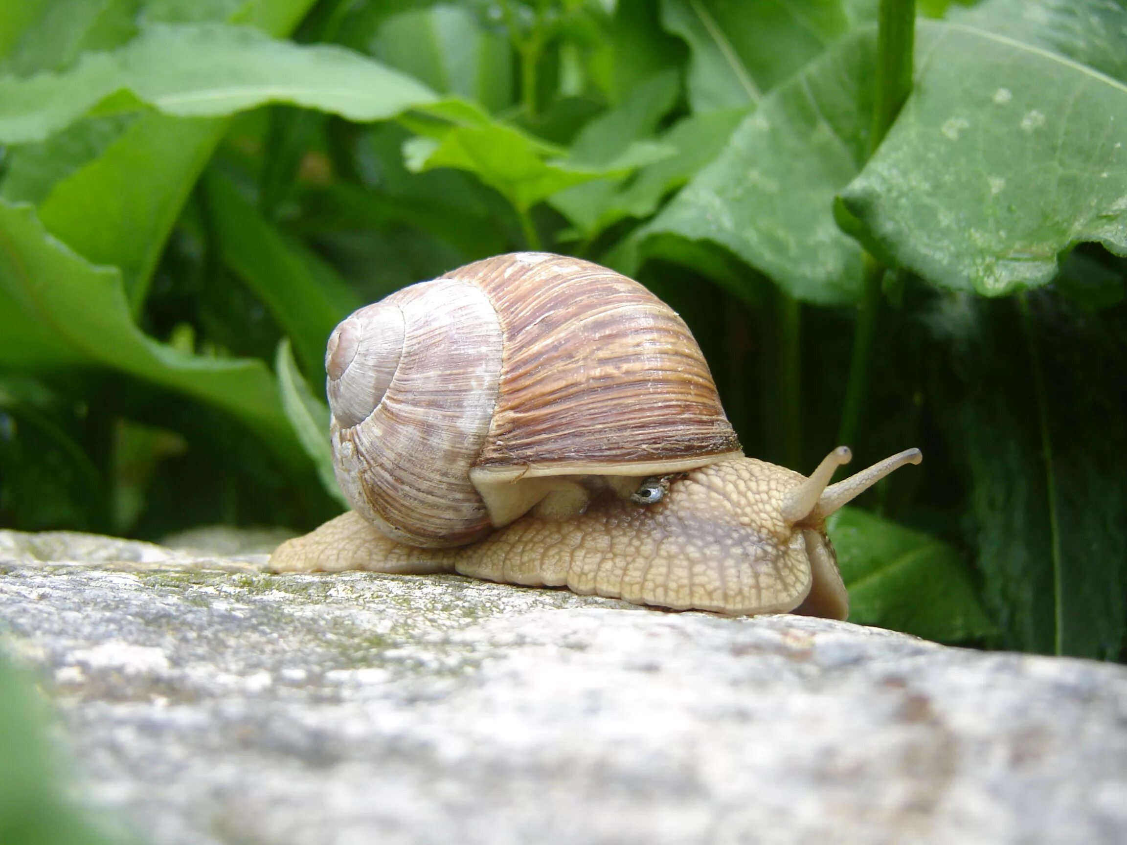 Брюхоногие моллюски Виноградная улитка. Helix pomatia Виноградная улитка. Садовая, улитка (Helix pomatia).. Хеликс поматиа улитки. Улитка c