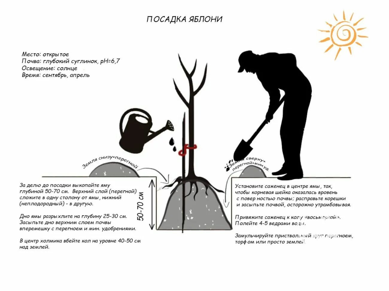 Схема посадки яблонь. Схема посадки деревьев. Посадка саженца яблони. Как посадить яблоню. Предлагать способ пересадки деревьев