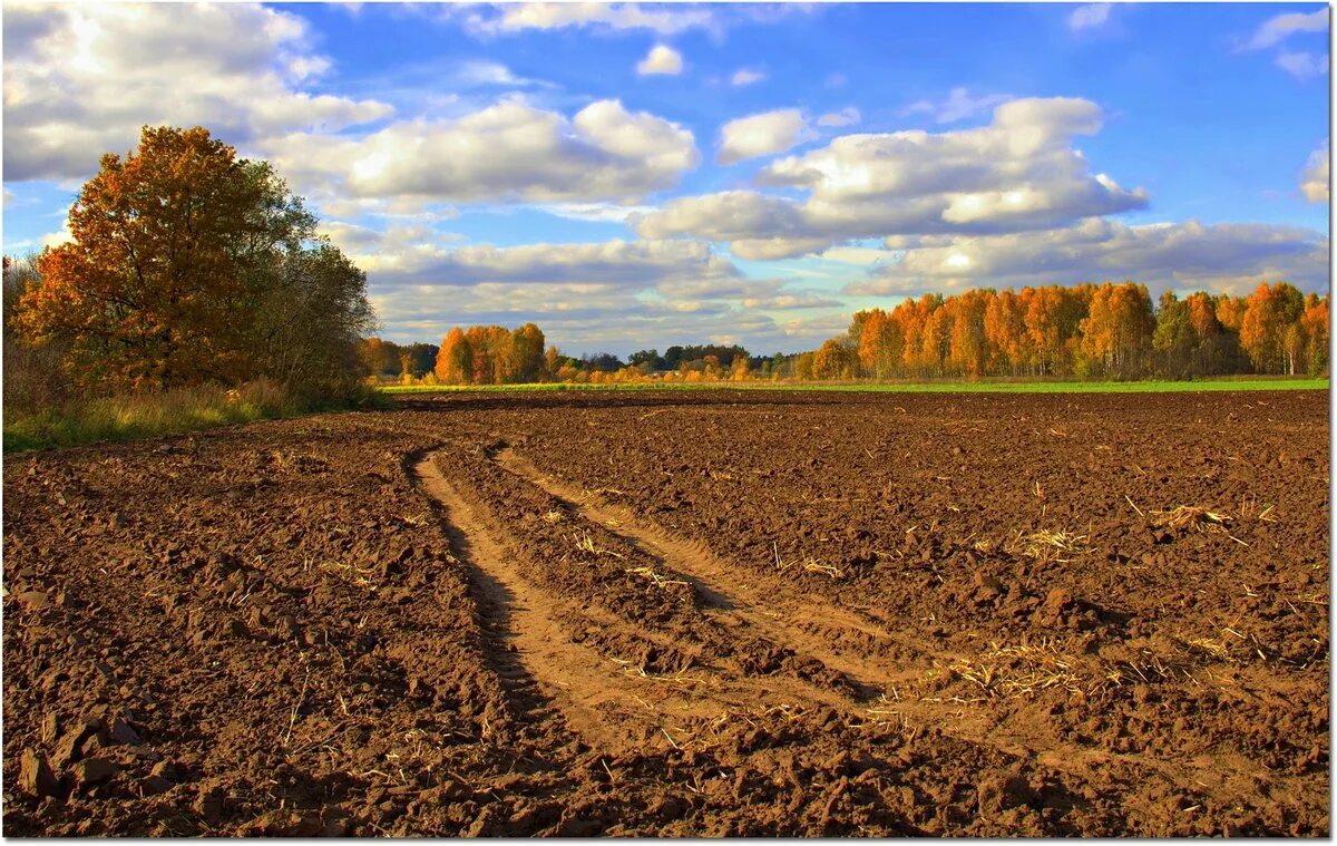 хозяйство лесостепи. сельское хозво в лесостепи ро. население и хозяйство лесостепной. оренбург область поля. сельское хозяйство в зоне степи.