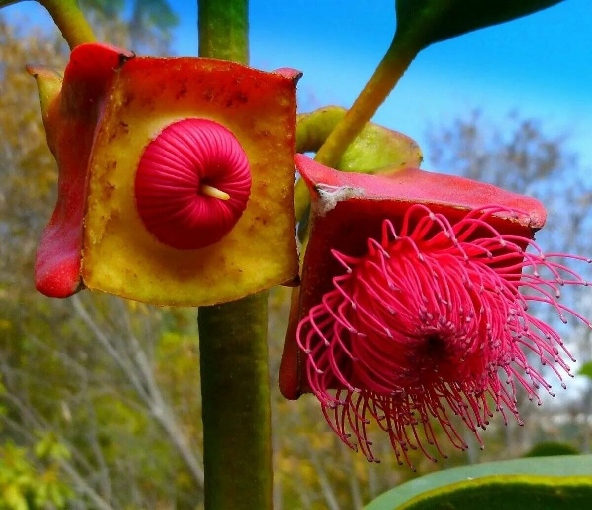 Eucalyptus tetraptera. Фаталик витаспаразис цветок. Капур качари растение. Чили Сельва тропические цветы. Загадочные растения