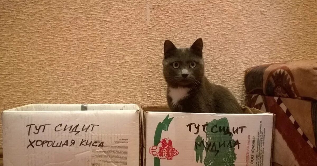 Там коты тут коты