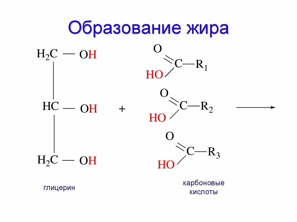 Реакция образования жира. Схемы реакций образования жиров. Схема образования молекулы жира. Образование жиров из карбоновых кислот.