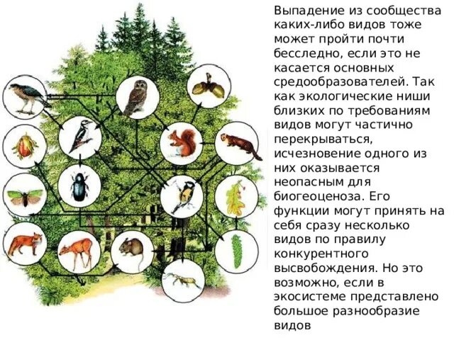 Обитатели ярусов