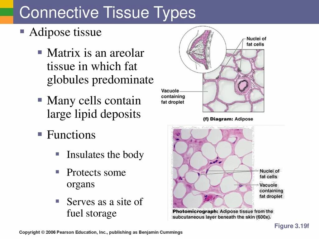 Cell contains. Connective Tissue Types. Structure of connective Tissue. Connective Tissue Cells.