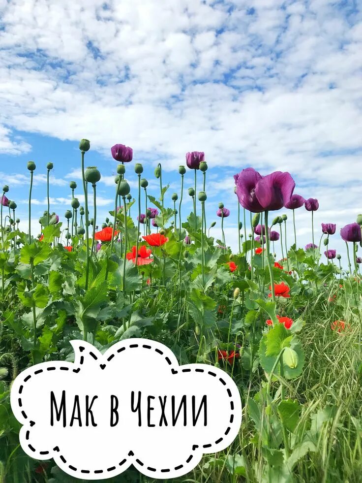 Маков чехия. Poppy. Маковые поля в крыму. Мак papaver cardinal. Маков чехия.