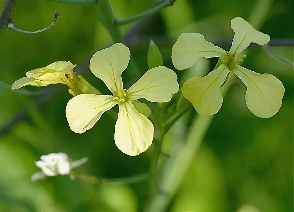 Редька дикая фото Дикая редька фото Редька дикая (Raphanus raphanistrum L.)