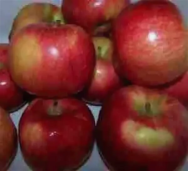 Влияет ли сорт яблок на засушивание