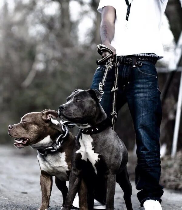 Питбуль команда. Фотосессия с питбулем. человек с питбулем. парень с питбулем. питбуль с человеком.
