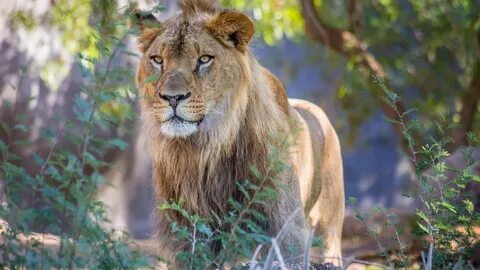Wildlife lion