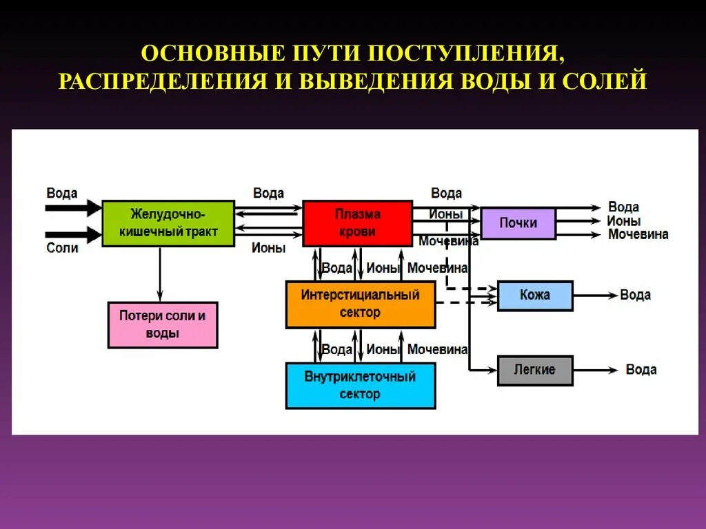 Перераспределение воды в организме. Пути выведения воды. Пути выведения воды из организма. Пути поступления воды в организм. Обмен воды схема.