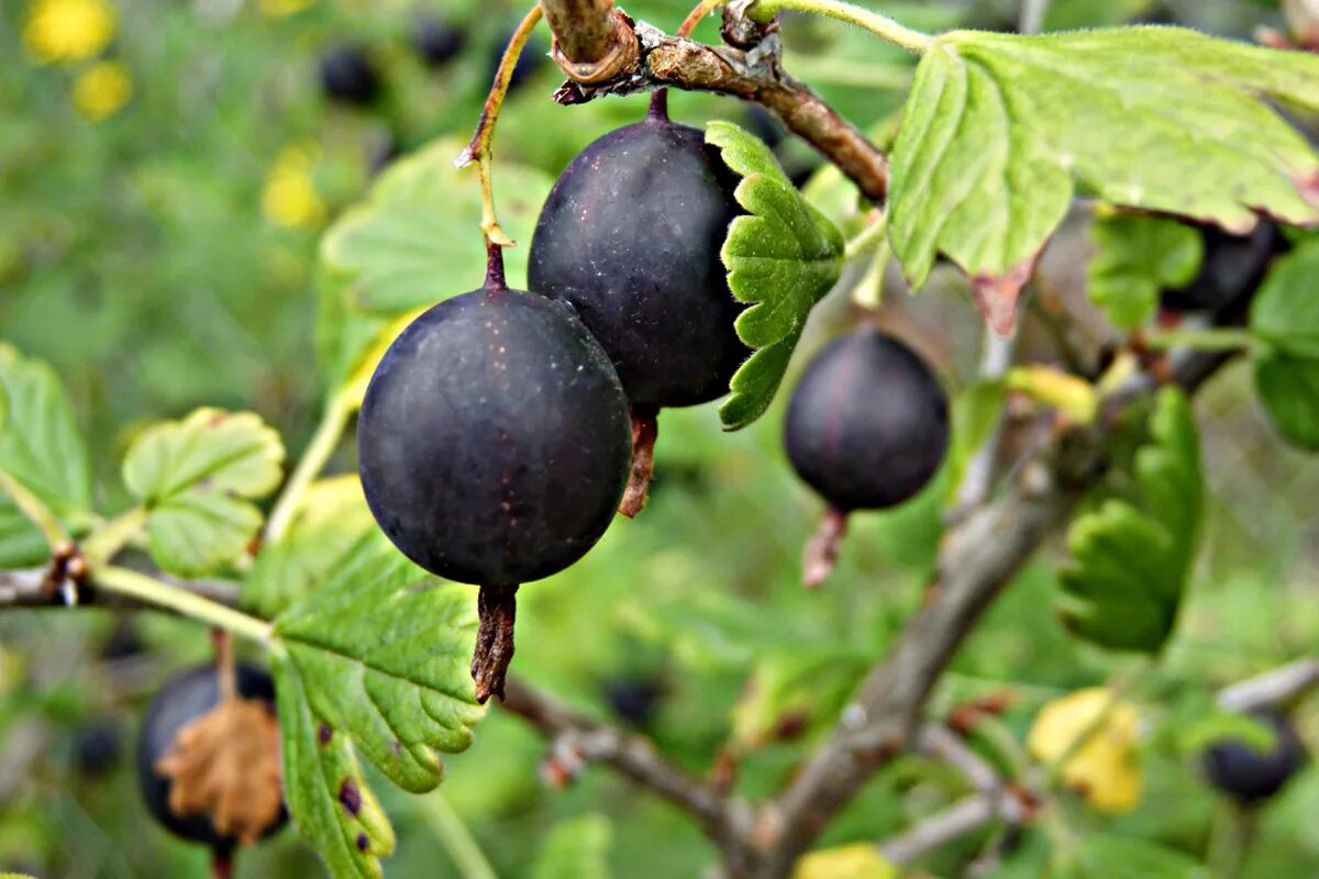 крыжовник цвет ягод. крыжовник черномор куст. крыжовник сорт hinnonmaki green (хинномеки грин). агрус крыжовник. крыжовник ягода.