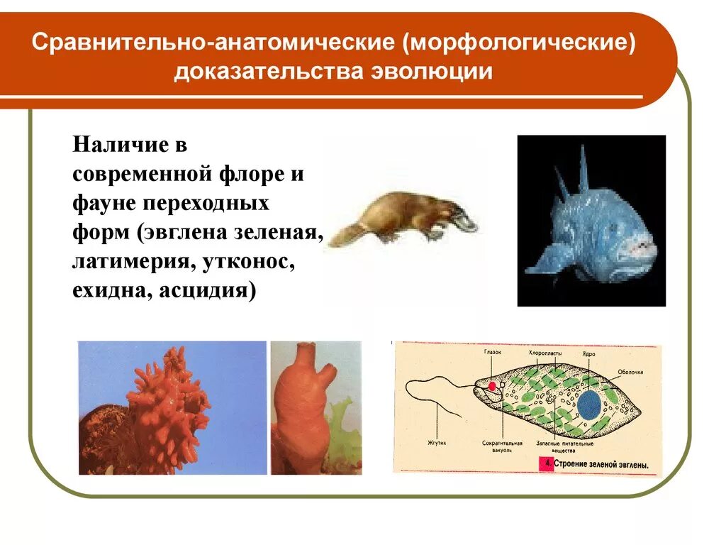 Примеры сравнительно анатомических доказательств эволюции. Сравнительно морфологические доказательства эволюции таблица. сравнительно морфологические доказательства эволюции. сравнительно-анатомические. сравнительно-анатомические доказательства.