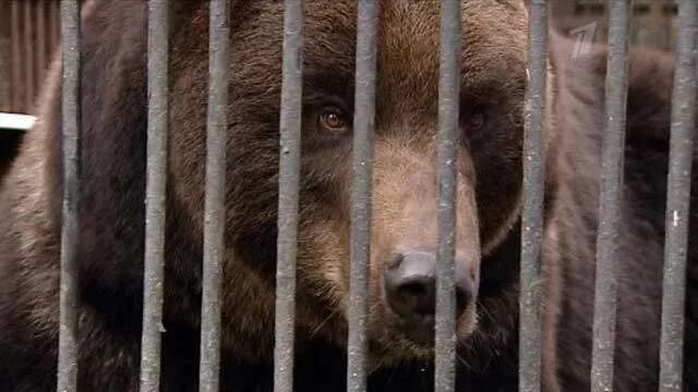 Сколько живут медведи в неволе. Минский зоопарк медведь. Медведь в Минском зоопарке. Медведь вегетарианец. Киев медведь Минские.