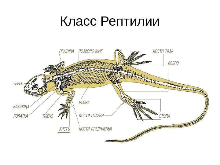 Для рептилий характерно наличие. Строение скелета рептилий. Строение пресмыкающихся или рептилий. Классы пресмыкающиеся строение. Скелет рептилий схема биология 7 класс.