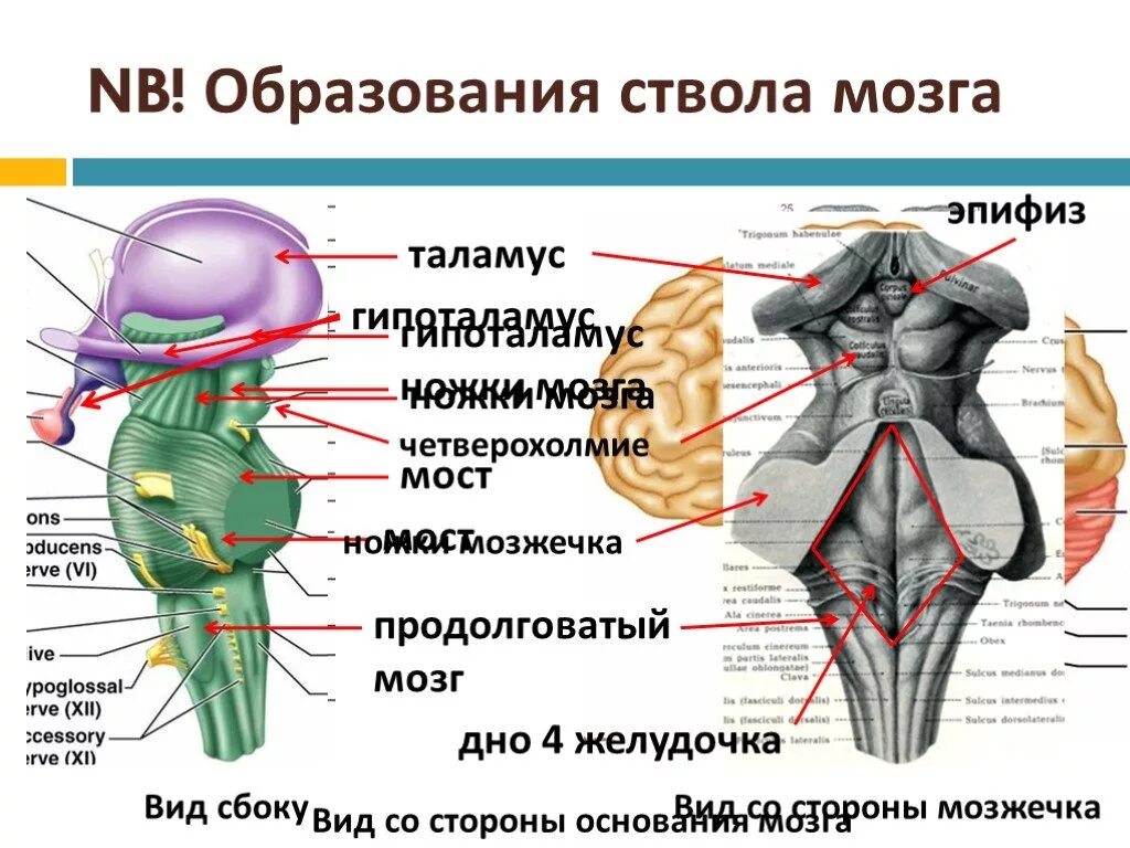 Ствол мозга образуют. Анатомия ствола головного мозга. Четверохолмие головного мозга анатомия. Ствол мозга средний мозг строение. Четыреххолмие среднего мозга.