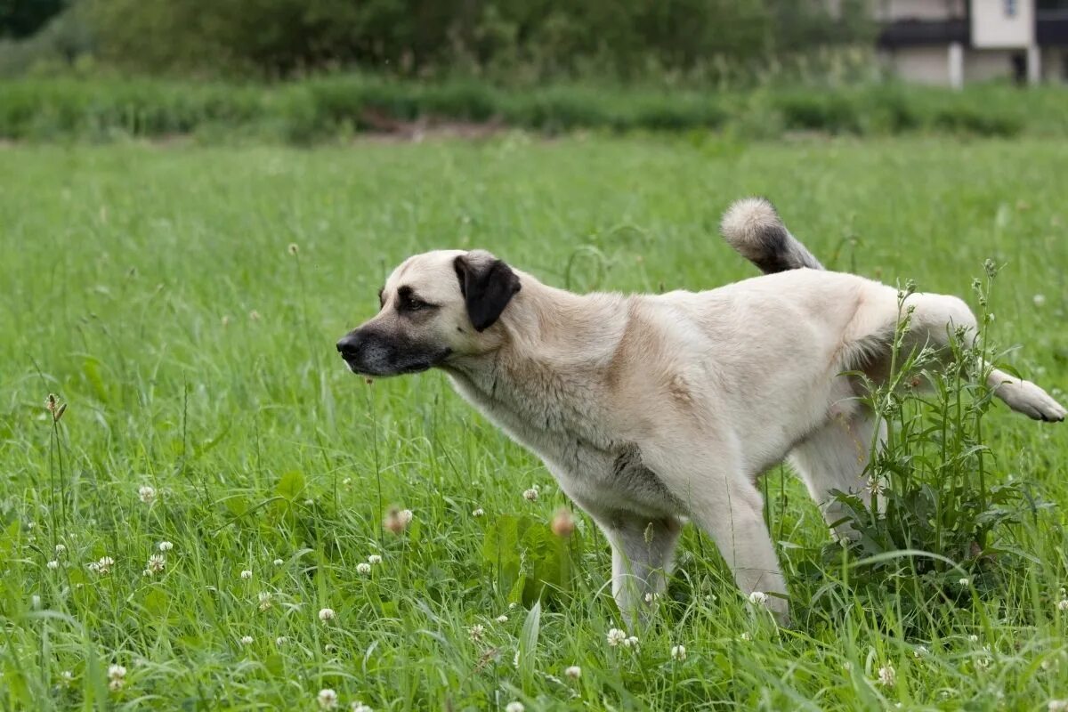 Dog piss. Собака метит. Собака помечает территорию. Собака писает. Собака метит территорию.