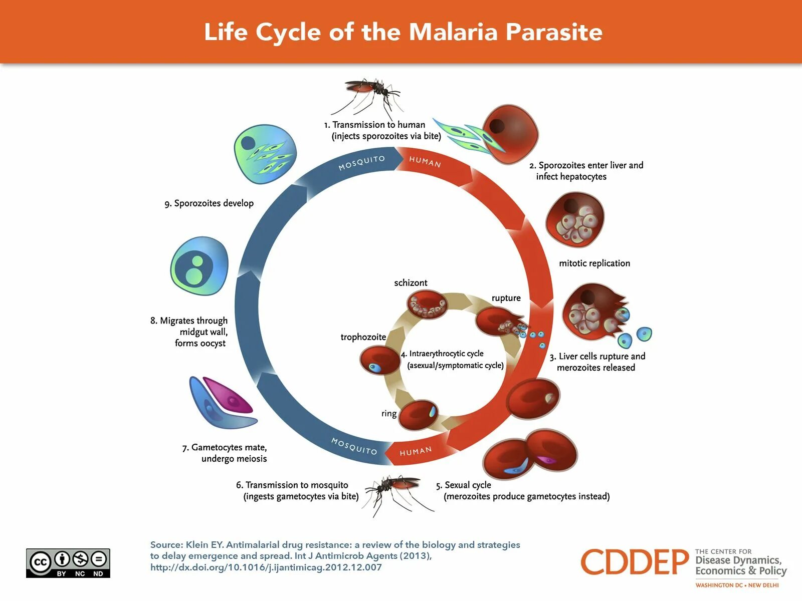 Несколько ведущих генераций плазмодиев в патогенезе малярии. Стадии жизненного цикла малярийного плазмодия. Плазмодиум Вивакс жизненный цикл. Malaria Life Cycle. Цикл развития малярийного плазмодия.