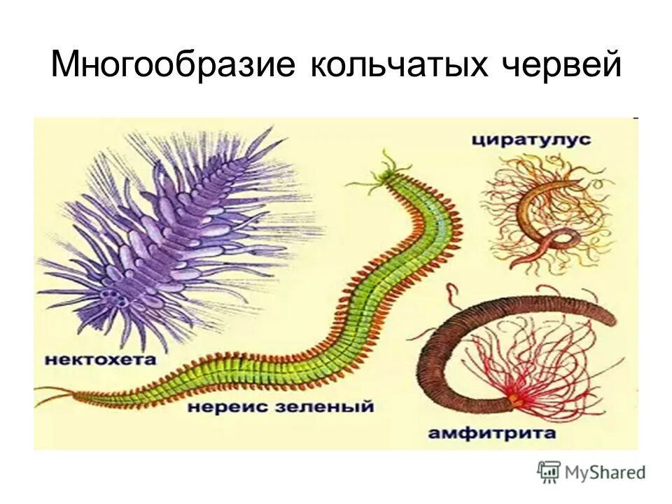 Какая симметрия у змеи. Представители классов кольчатых червей.