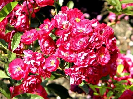 Rose family