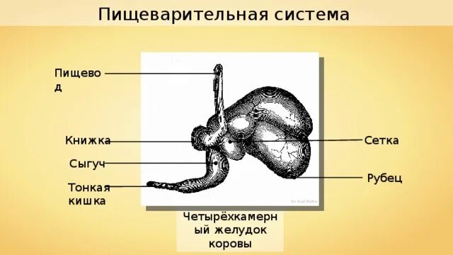 Пищеварительная система пищевод. Пищеварительная система коровы желудок. Пищеварительная система у парнокопытных животных. Рубец в пищеварительной системе коровы. Пищеварительная система жвачных животных.