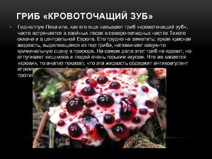 Как называется гриб вызвавший глобальную пандемию. Гиднеллум пека кровоточащий зуб. гриб гиднеллум кровавый зуб. информация о грибе гиднеллум пека.