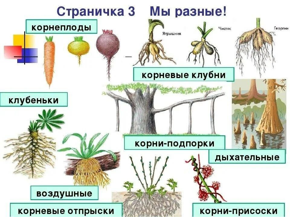 Корневые клубеньки видоизменение.