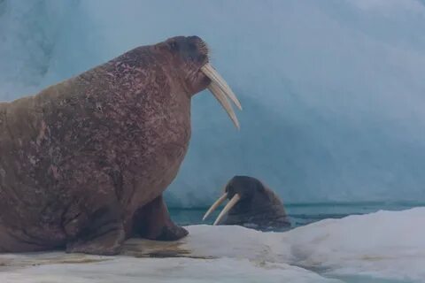 Рацион моржей