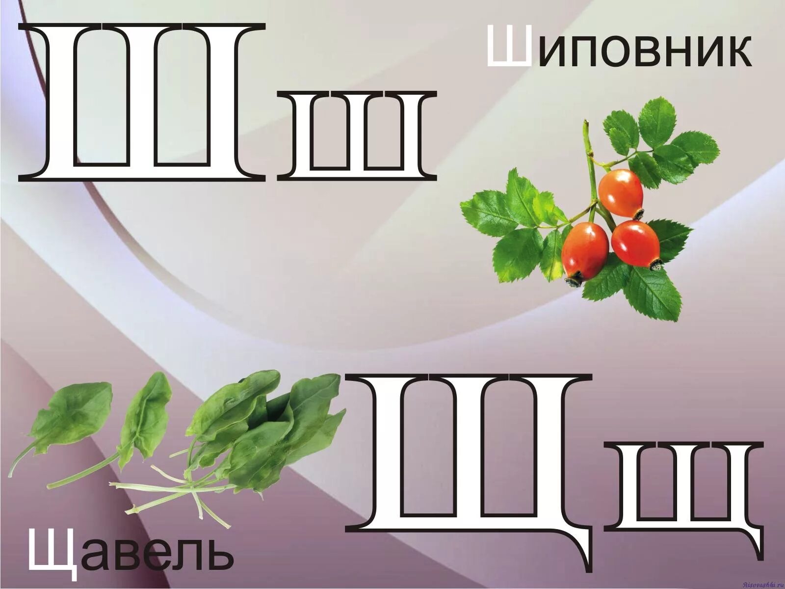 Еда на букву ш. Фрукт на букву щ. фрукты и овощи на букву ш. фрукт на букву ш. буква щ.